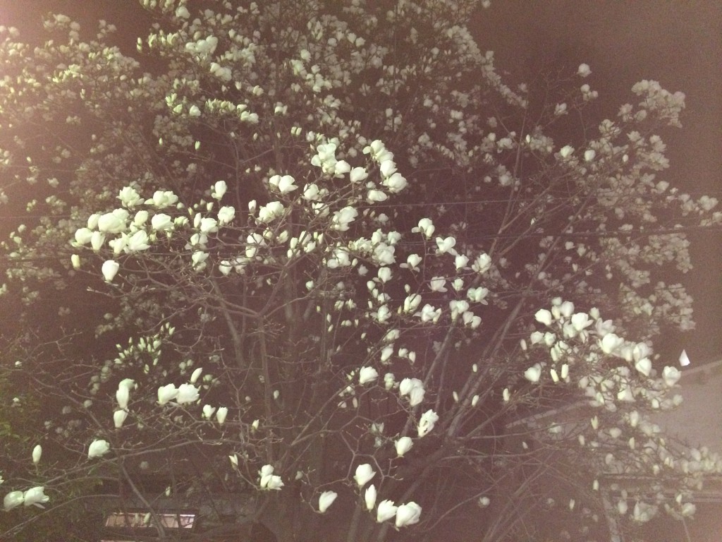 通りすがりの白い花